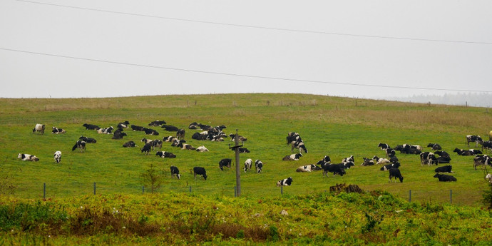 В мире охотятся на желчные камни коров. Они стоят дороже золота